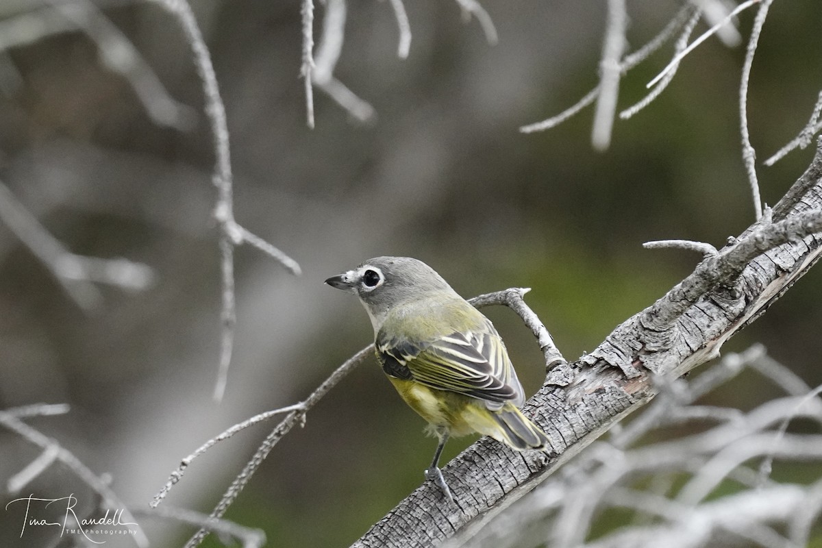 Blue-headed Vireo - ML266572591