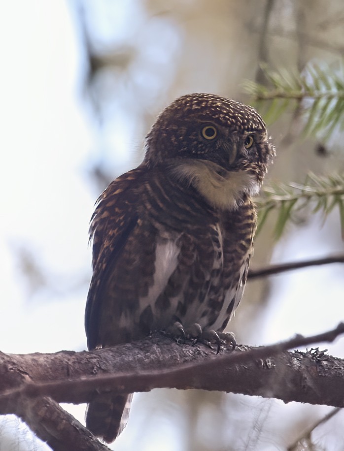 Collared Owlet - ML266574021