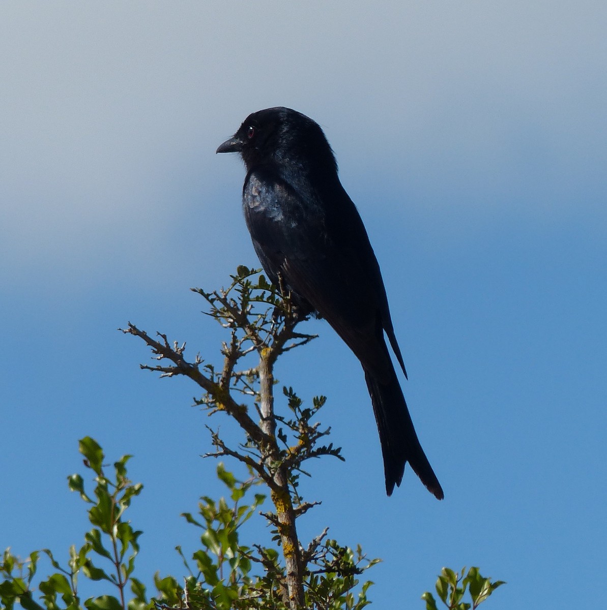 Fork-tailed Drongo - ML26657551