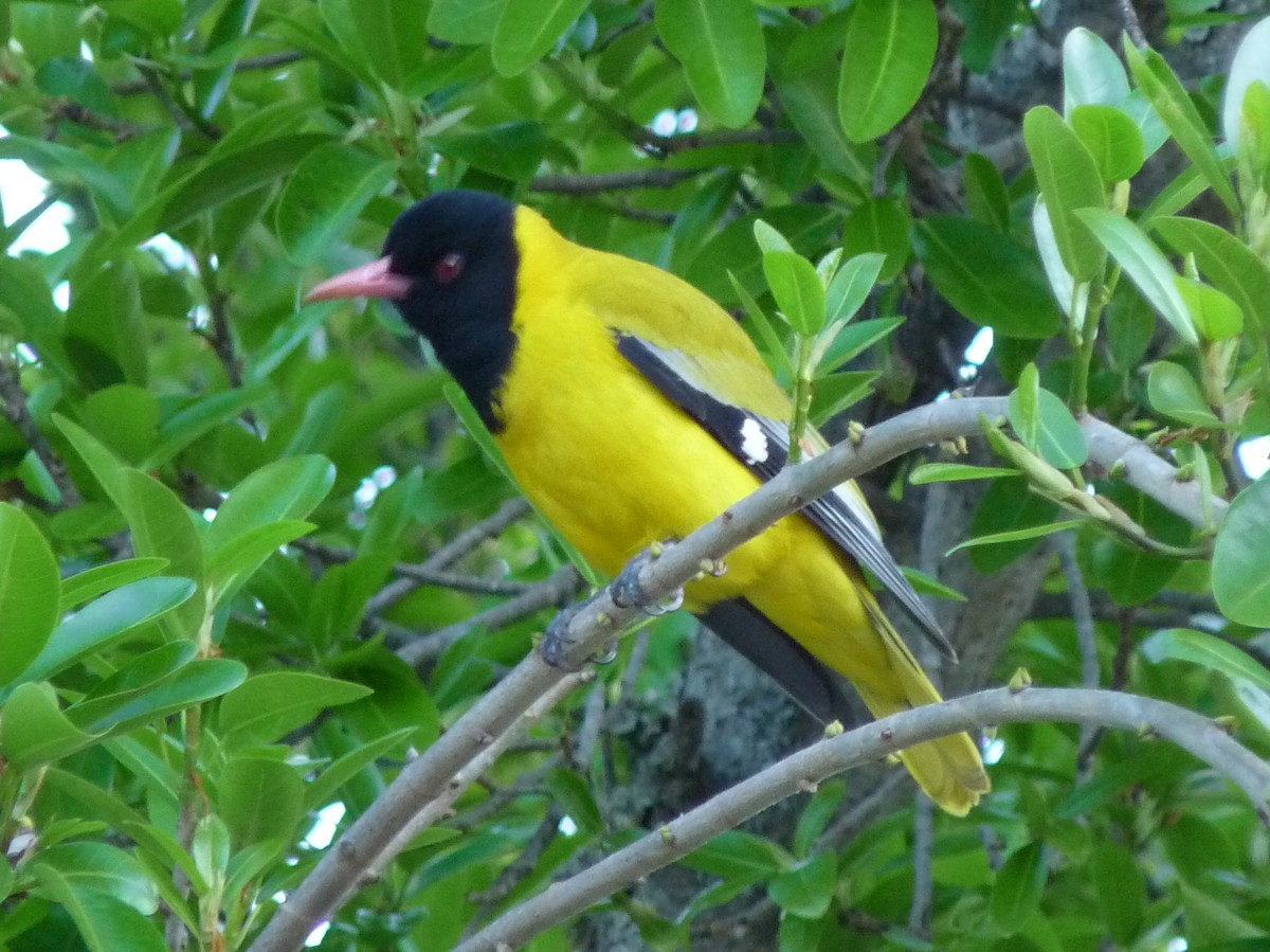 African Black-headed Oriole - ML26657621