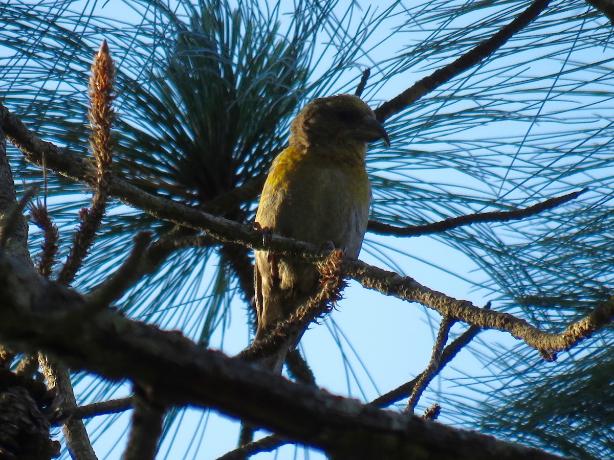 Red Crossbill - ML26657641