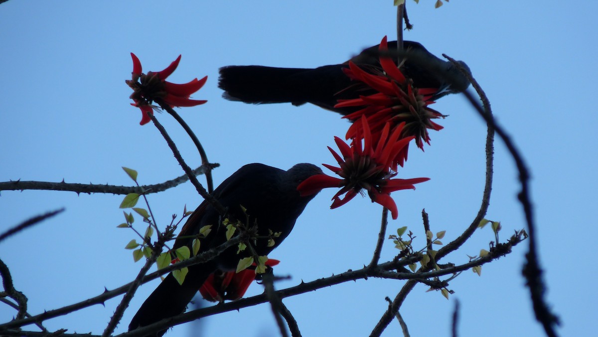 Red-winged Starling - ML26657681