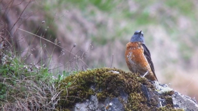 Rufous-tailed Rock-Thrush - ML266576821