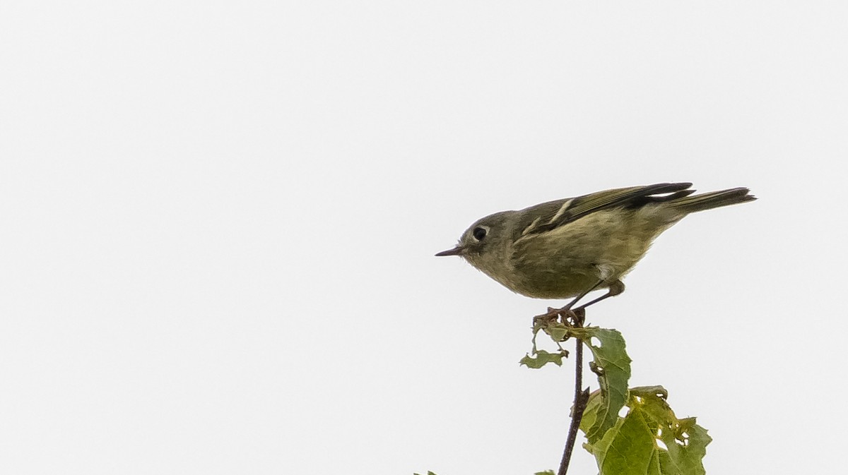 Ruby-crowned Kinglet - Jacques  Pepin