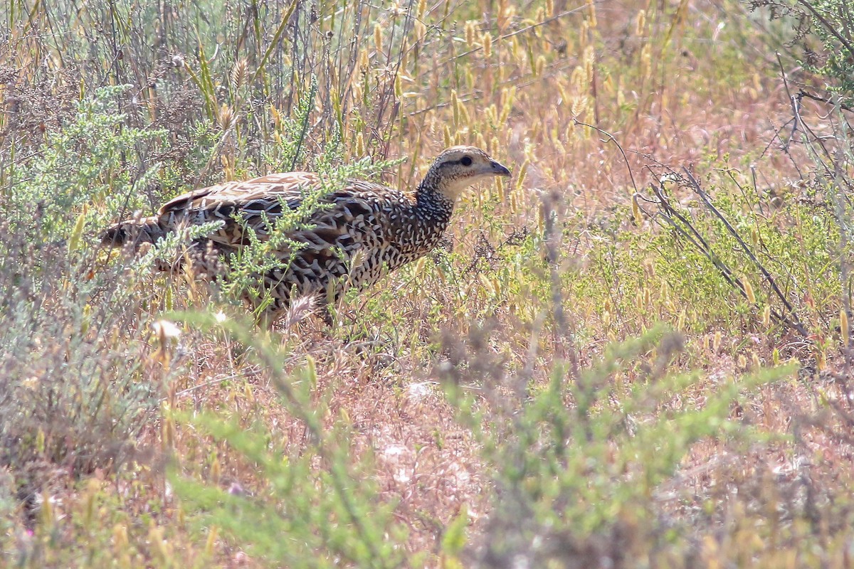 Black Francolin - ML266577631