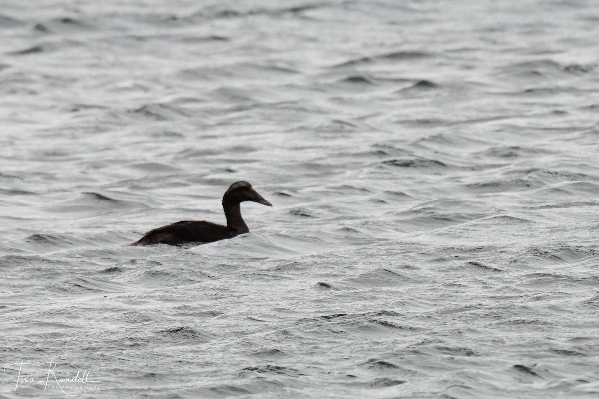 Common Eider - ML266577691