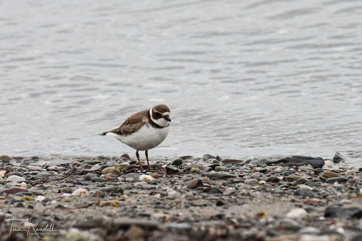 Semipalmated Plover - ML266577831