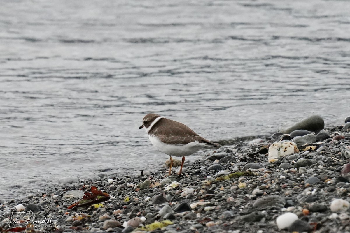 Semipalmated Plover - ML266577841