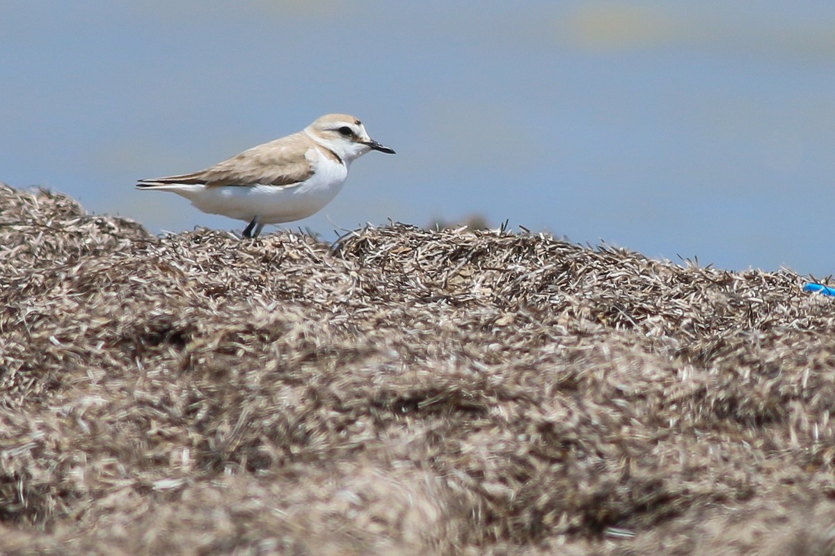 Kentish Plover - ML266578931