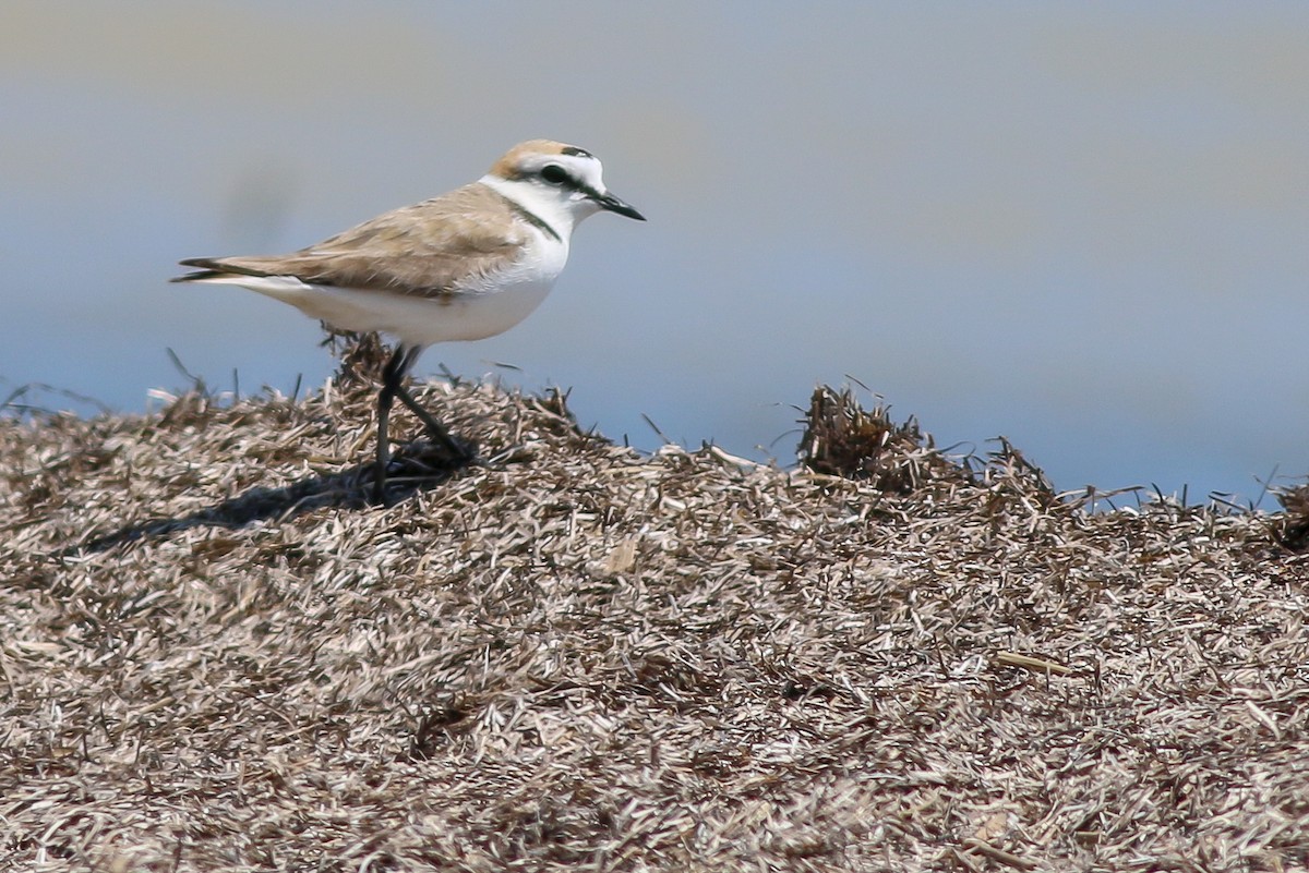 Kentish Plover - ML266578941
