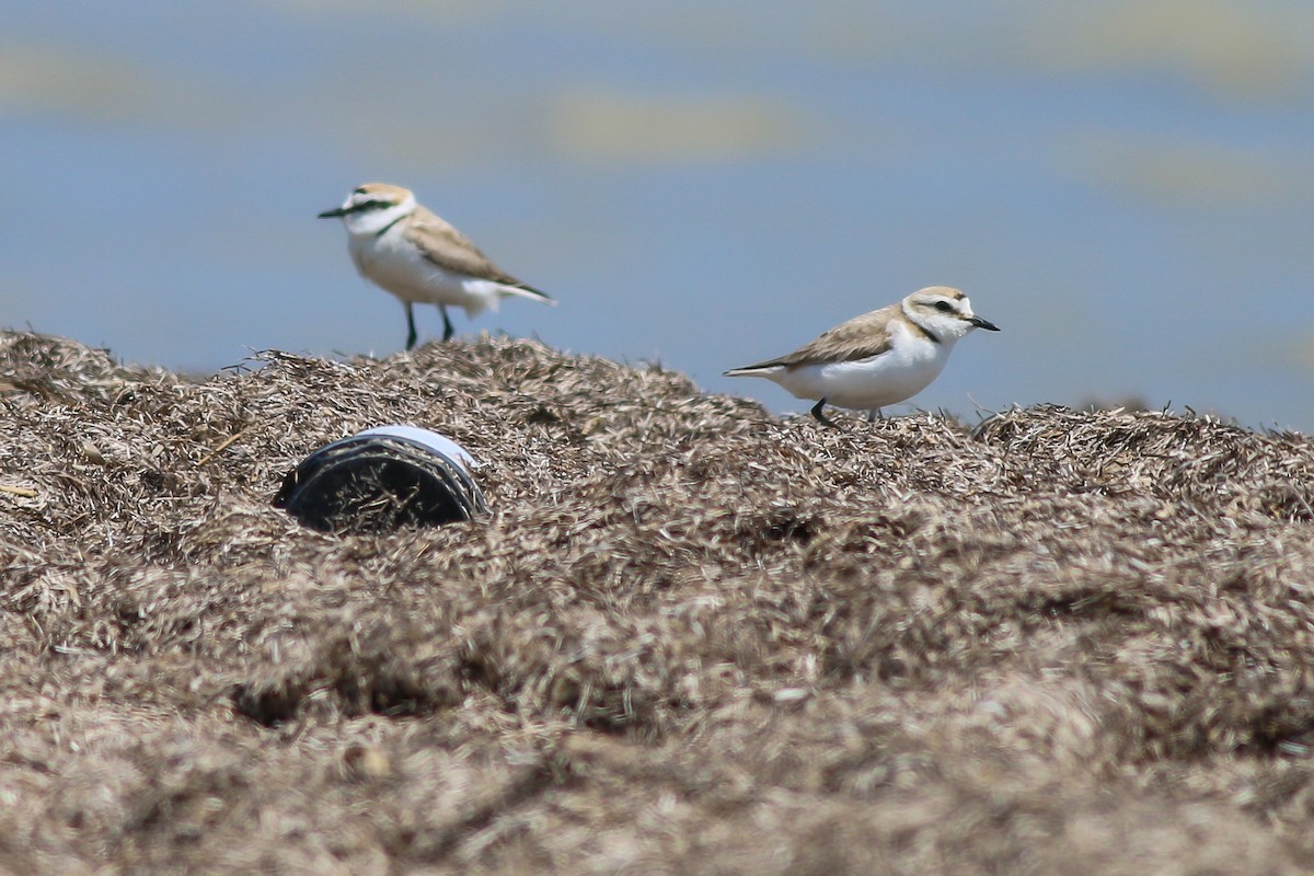 Kentish Plover - Jakub Macháň