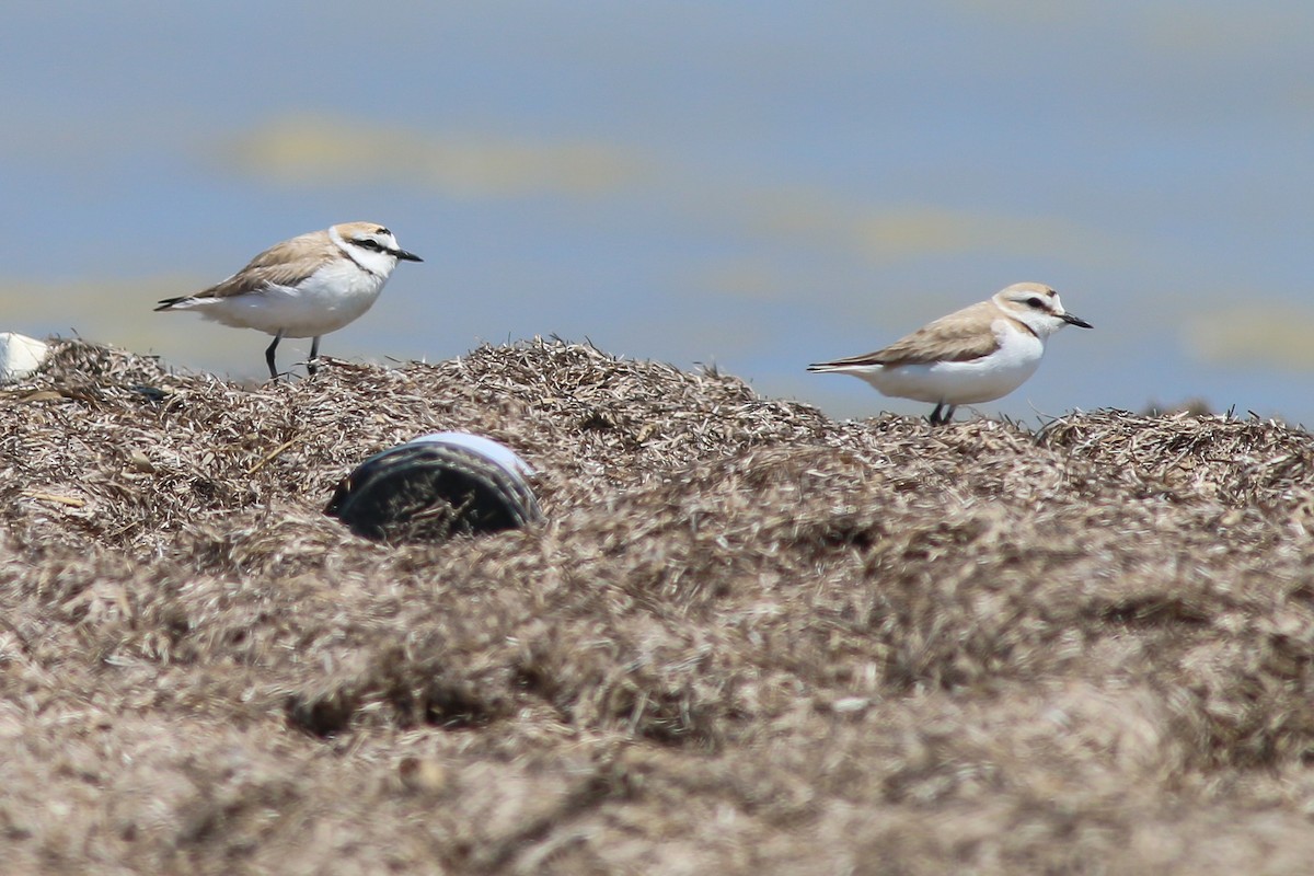 Kentish Plover - Jakub Macháň