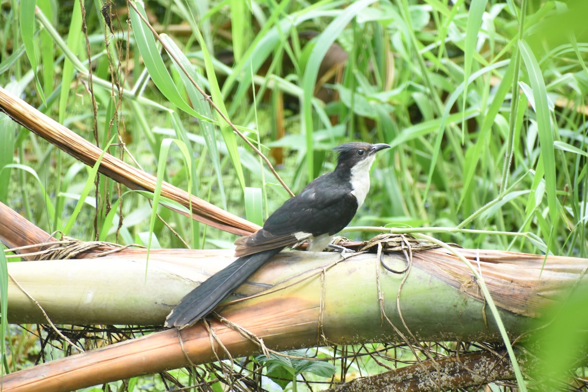 Pied Cuckoo - ML266579011