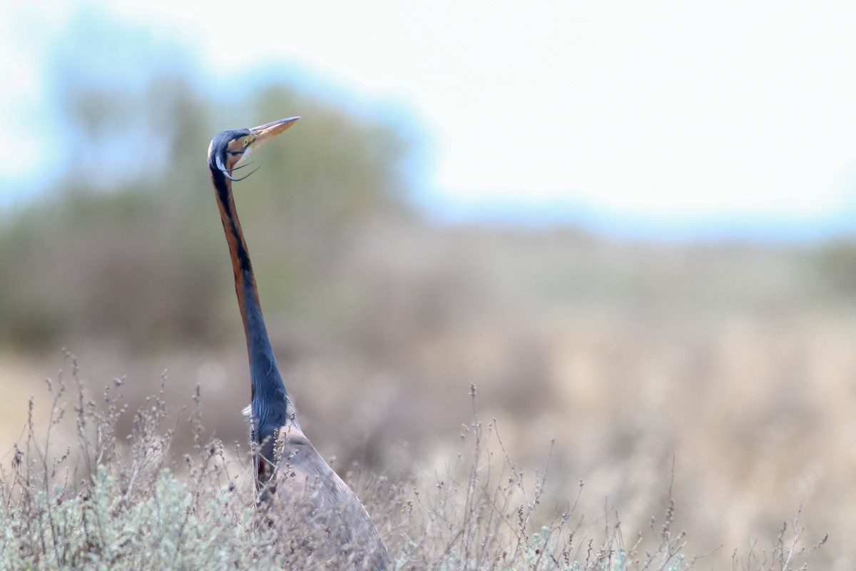 Purple Heron - ML266580061