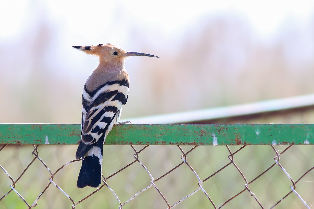 Eurasian Hoopoe - ML266580151
