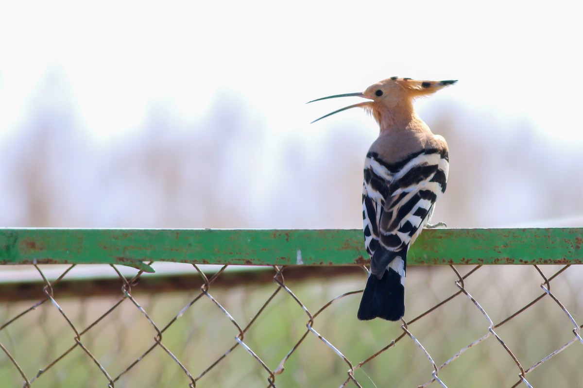Eurasian Hoopoe - ML266580161