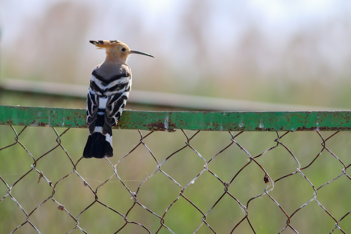 Eurasian Hoopoe - ML266580211