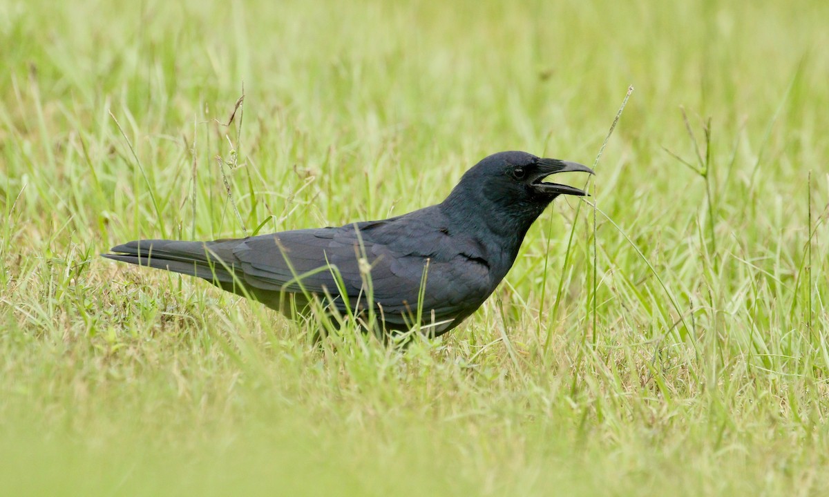 Fish Crow - ML266580661