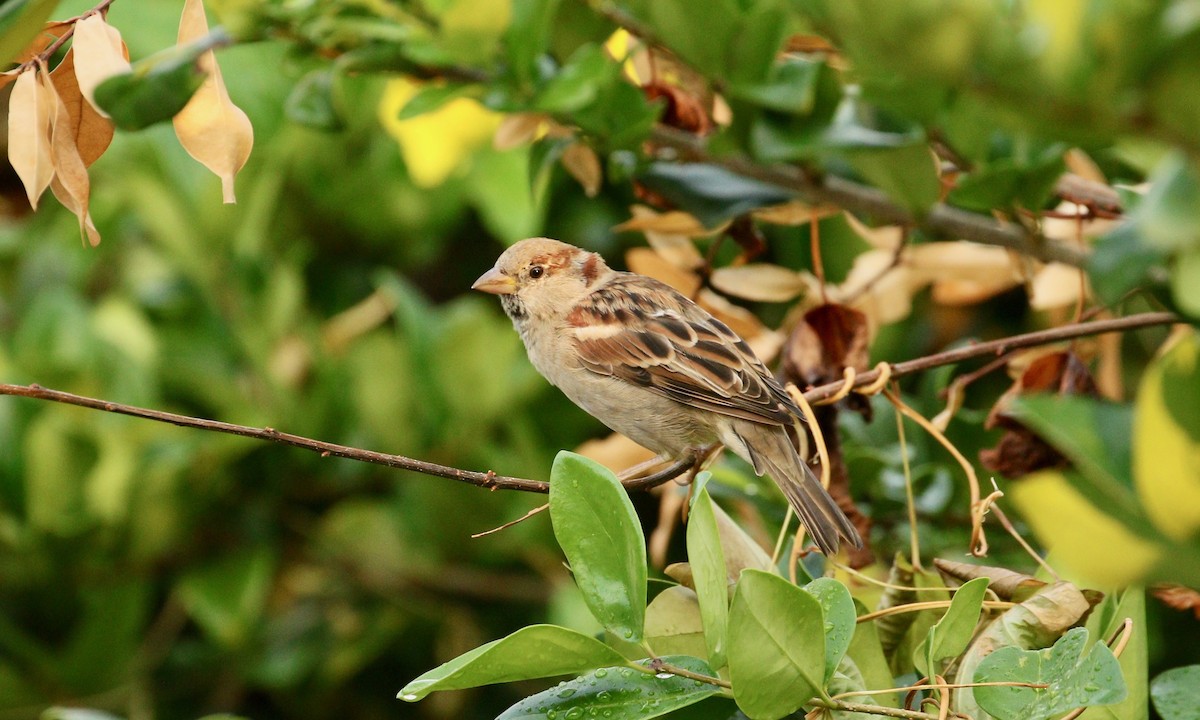 House Sparrow - ML266580811