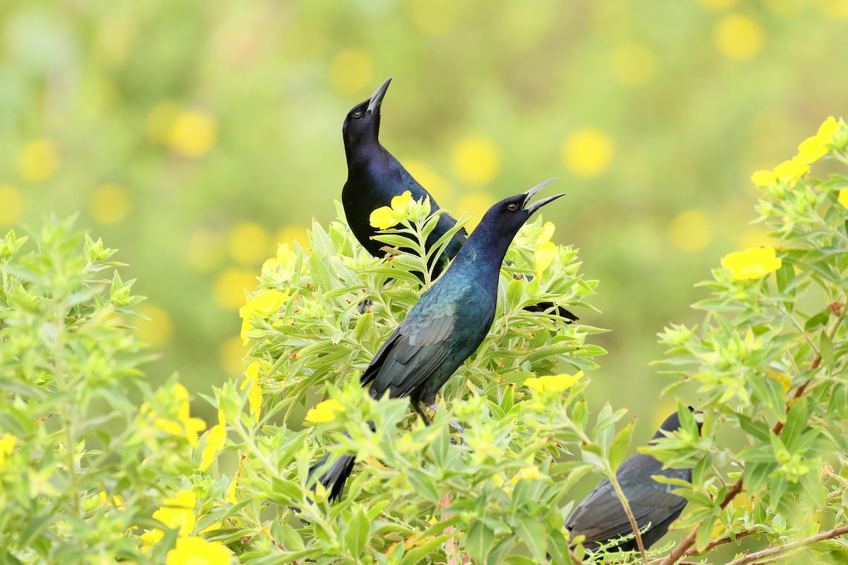 Boat-tailed Grackle - ML266580901