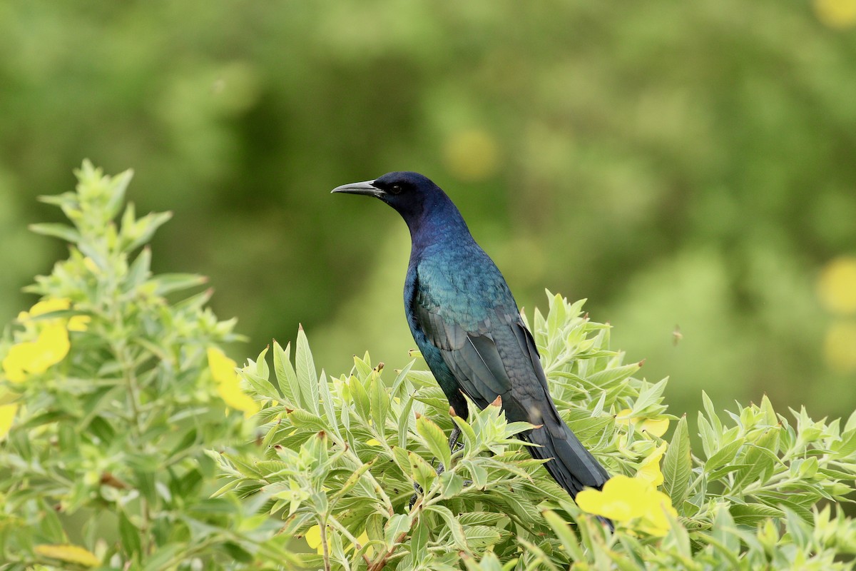 Boat-tailed Grackle - ML266580911
