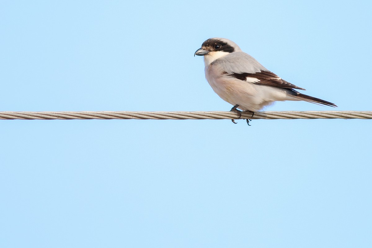 Lesser Gray Shrike - ML266582331