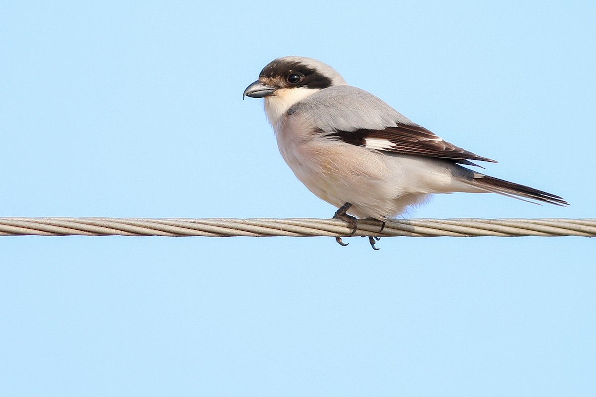 Lesser Gray Shrike - ML266582351