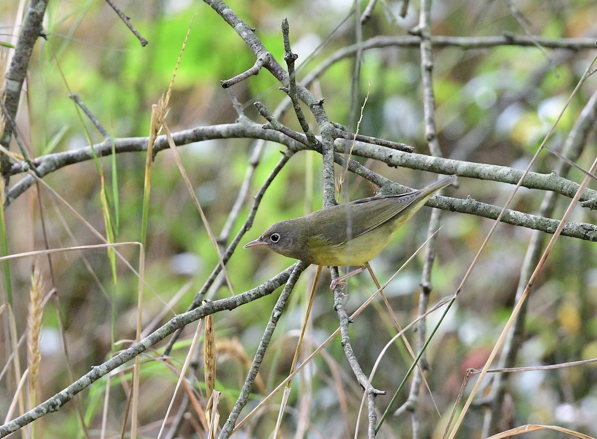 Connecticut Warbler - Sue Palmer