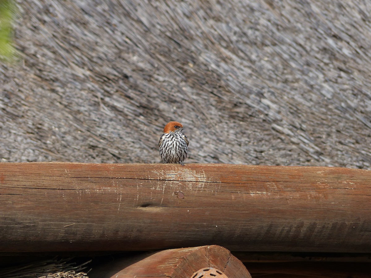 Lesser Striped Swallow - ML26658381