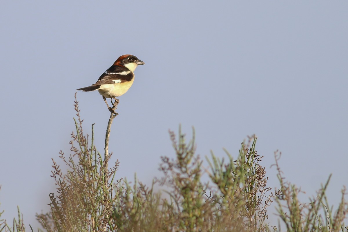 חנקן אדום-ראש - ML266583951