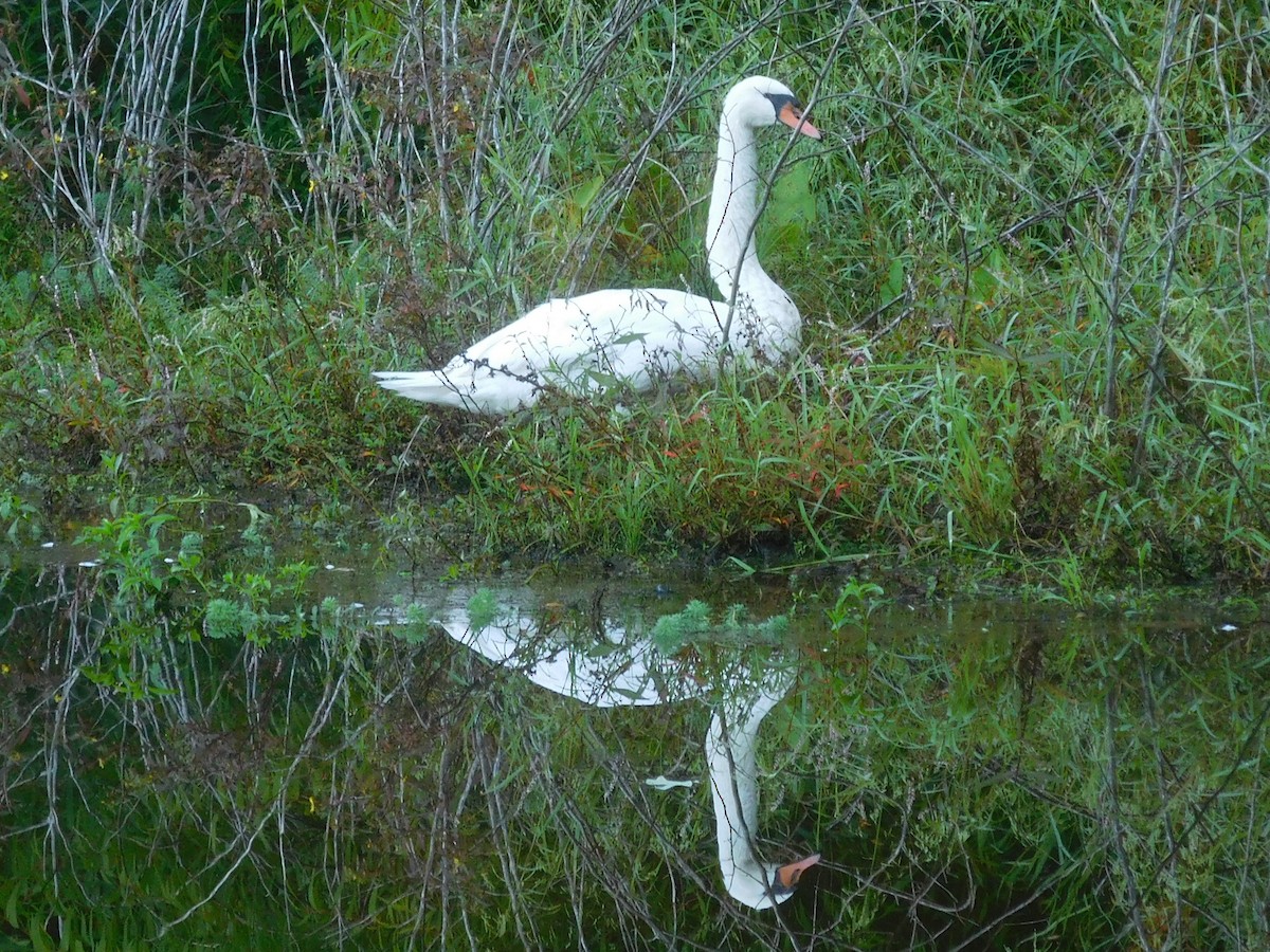 Cygne tuberculé - ML266584061