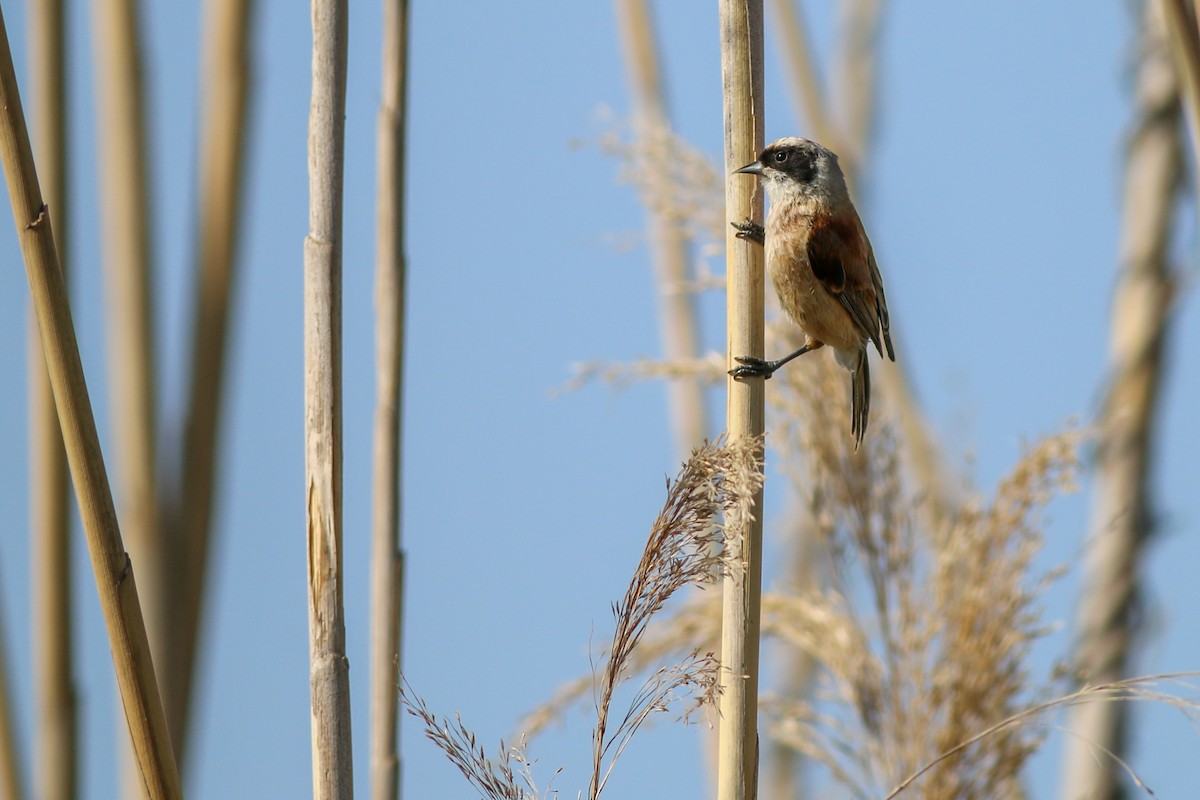 Eurasian Penduline-Tit - ML266584401