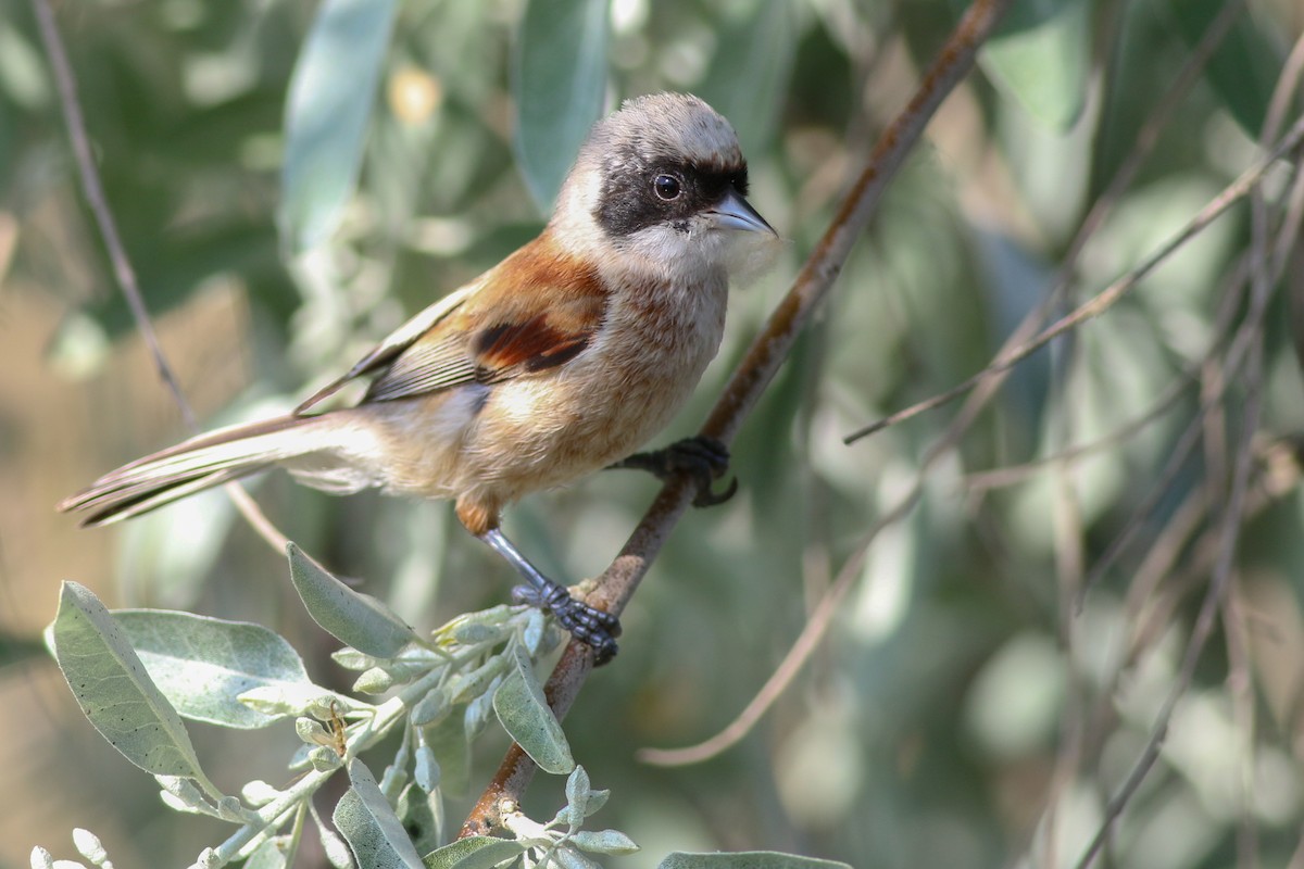 Eurasian Penduline-Tit - ML266584411