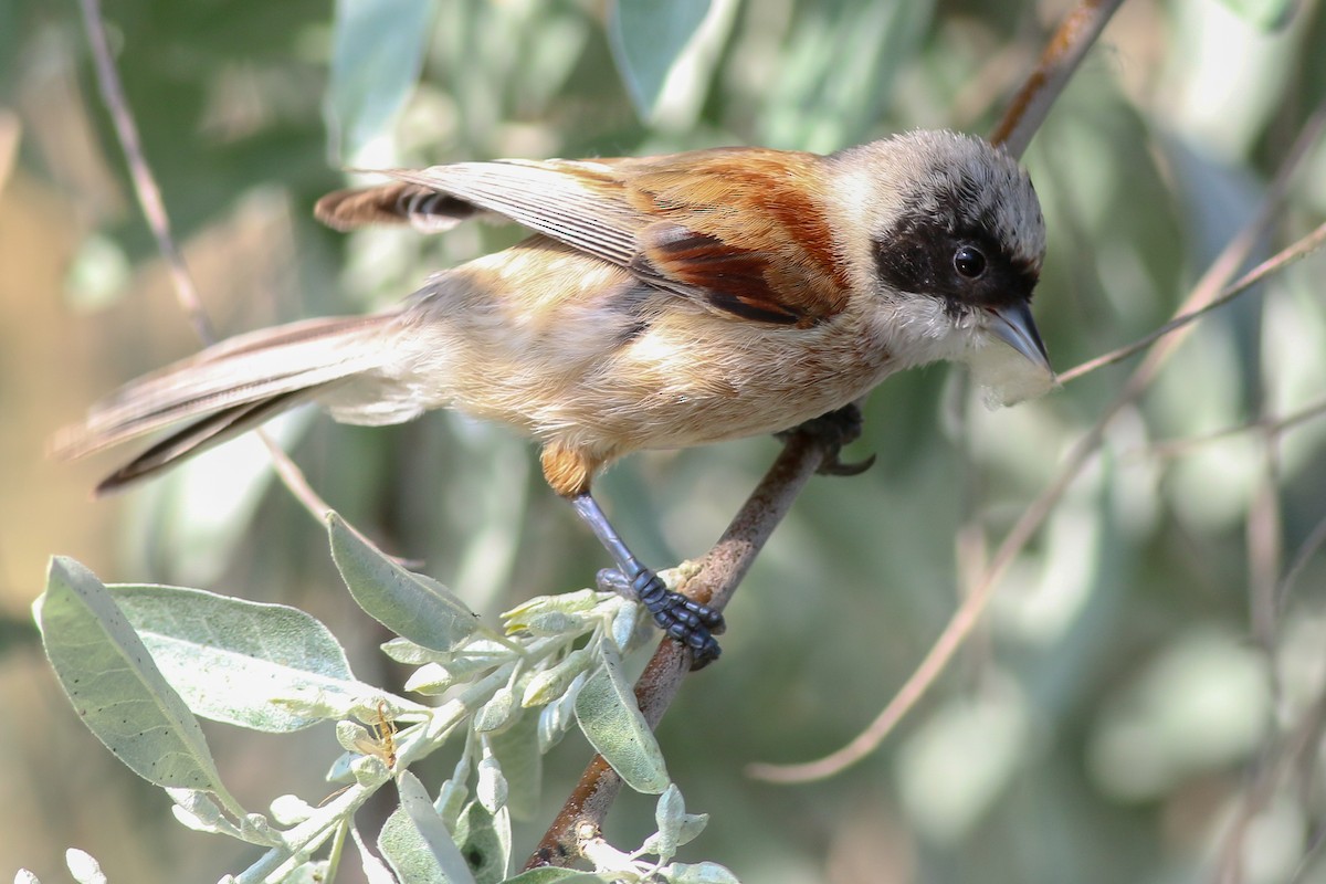 Eurasian Penduline-Tit - ML266584431