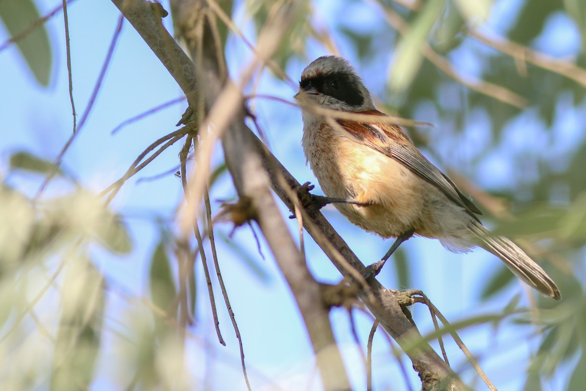 Rémiz penduline - ML266584451