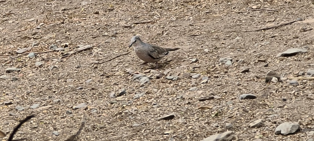 Picui Ground Dove - ML266584781