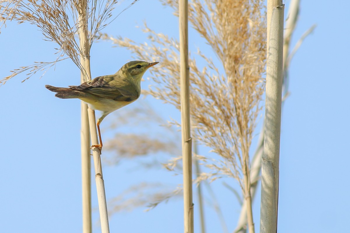 Willow Warbler - Jakub Macháň