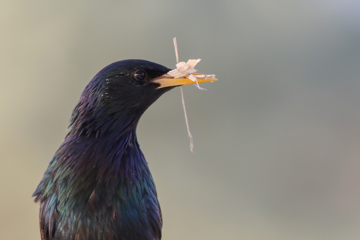 European Starling - ML266584941