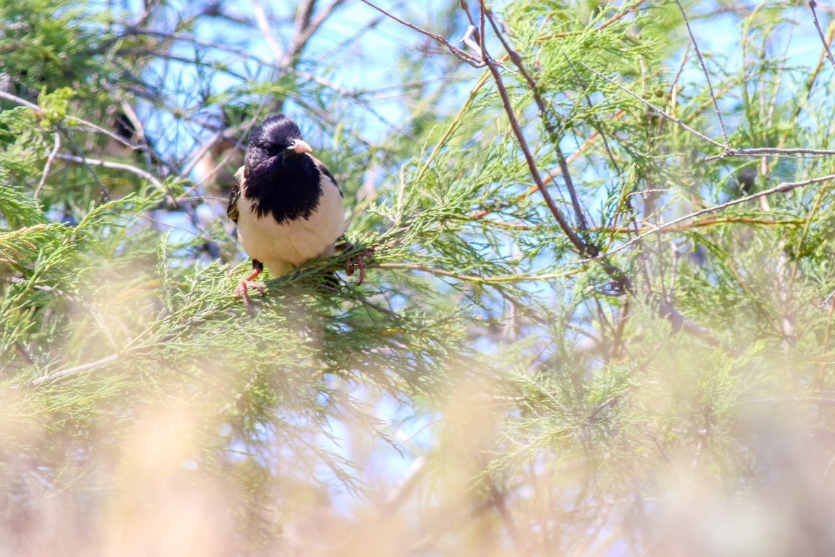 Rosy Starling - ML266585021