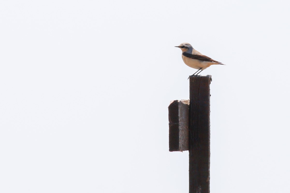 Northern Wheatear - ML266585171