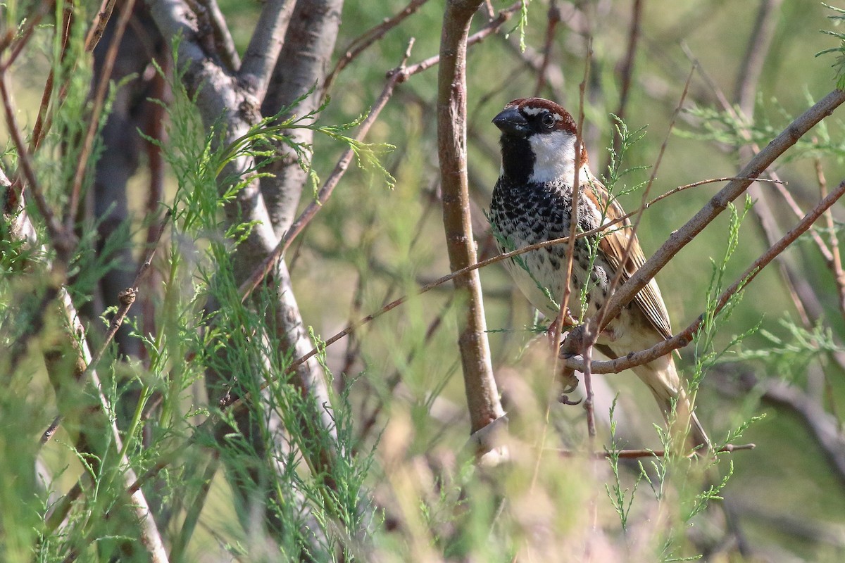 Spanish Sparrow - Jakub Macháň