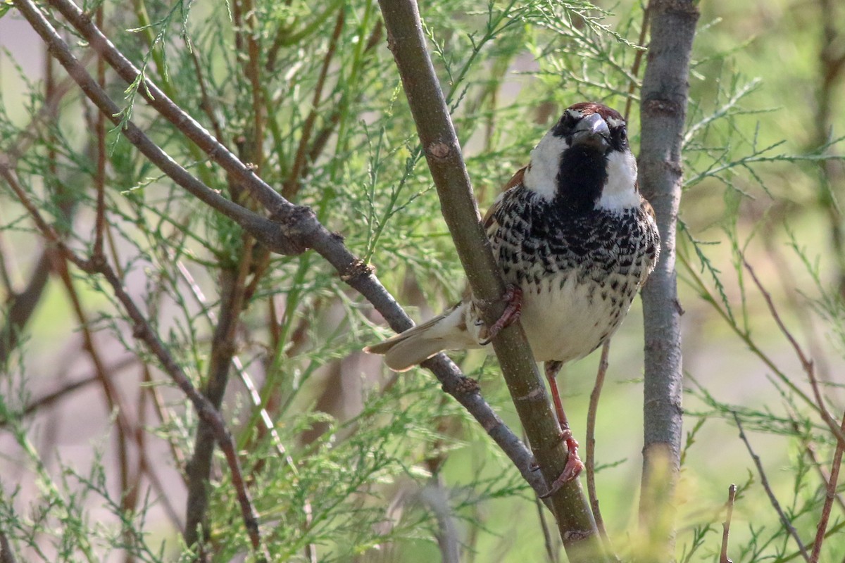 Spanish Sparrow - ML266585271