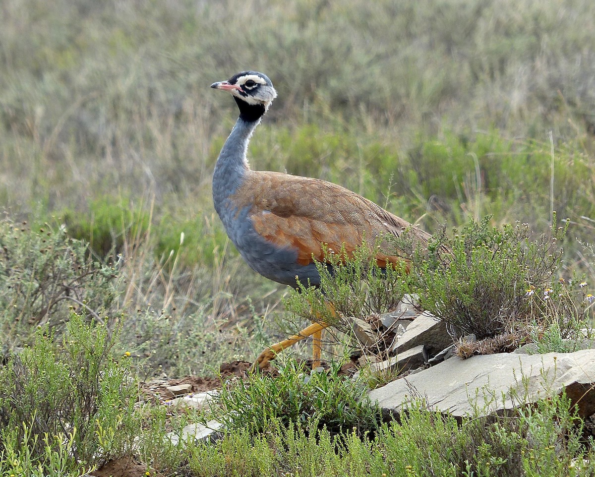 Blue Bustard - David Bree