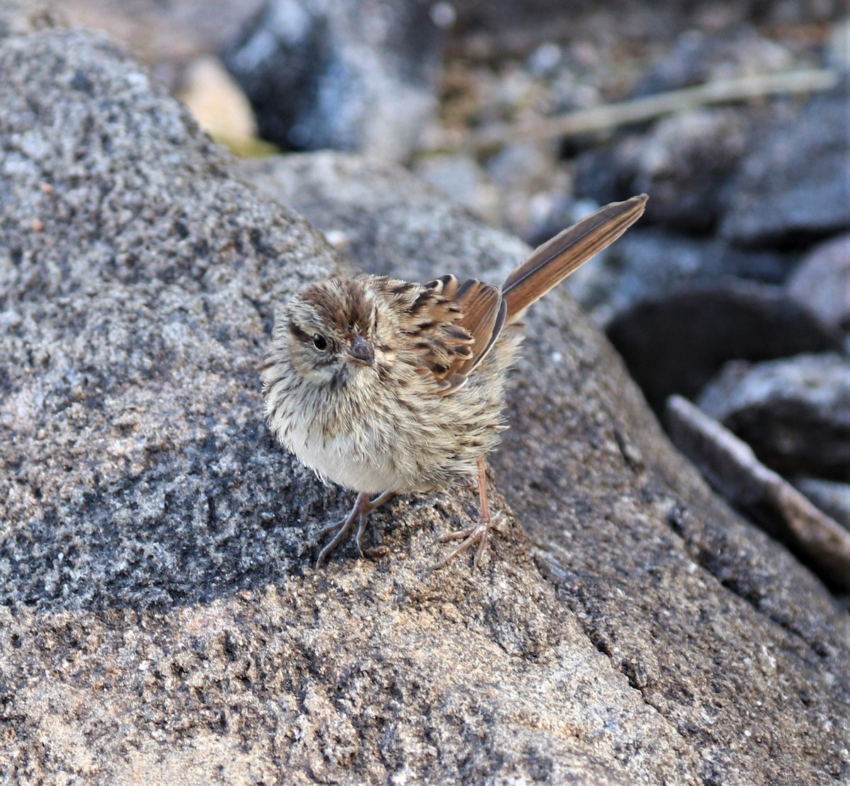Swamp Sparrow - Lynda Noel