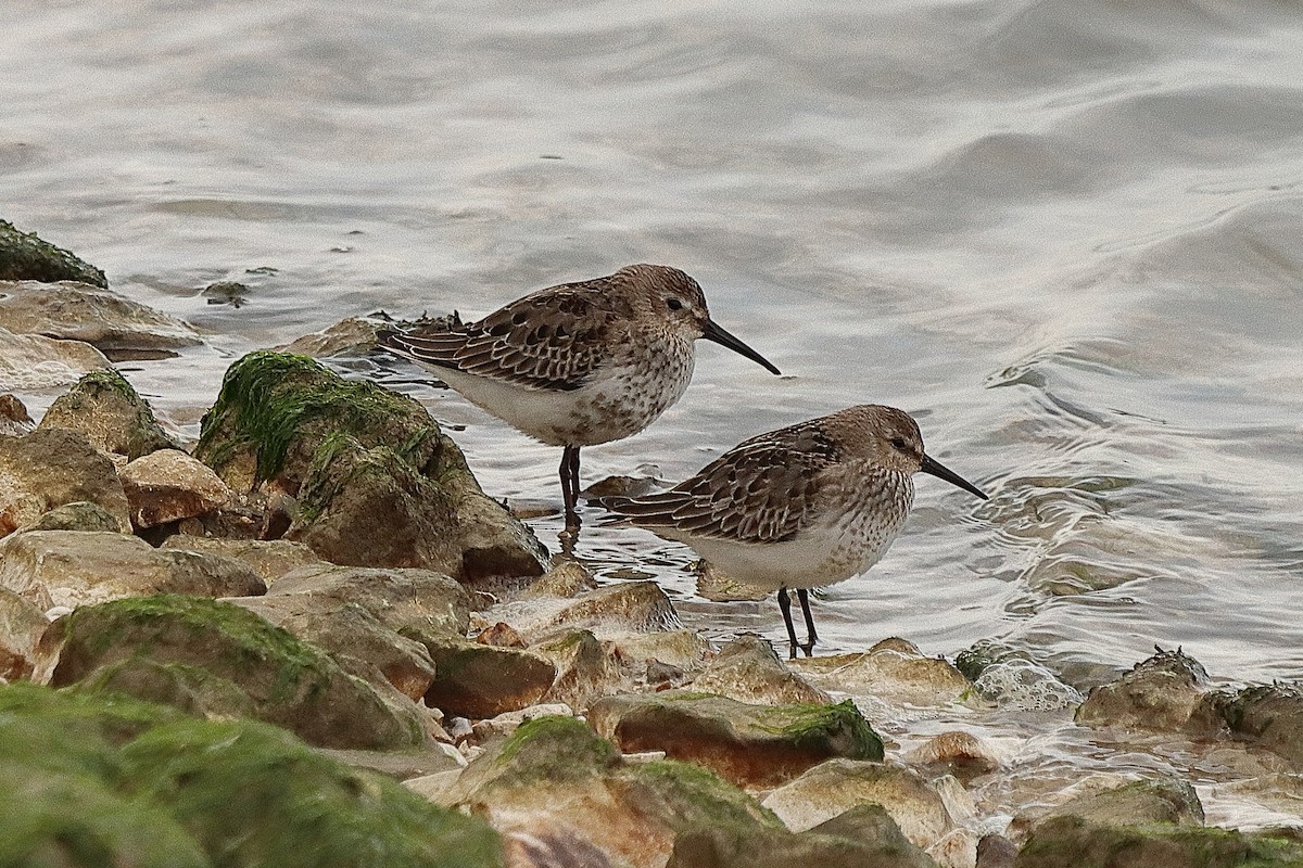 Dunlin - ML266590411