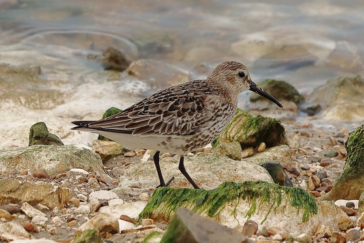 Alpenstrandläufer - ML266590421