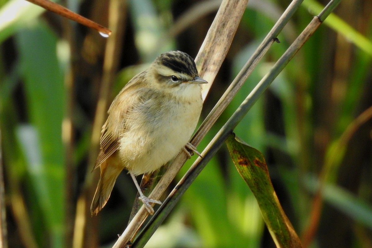 Sedge Warbler - Pedro Moreira