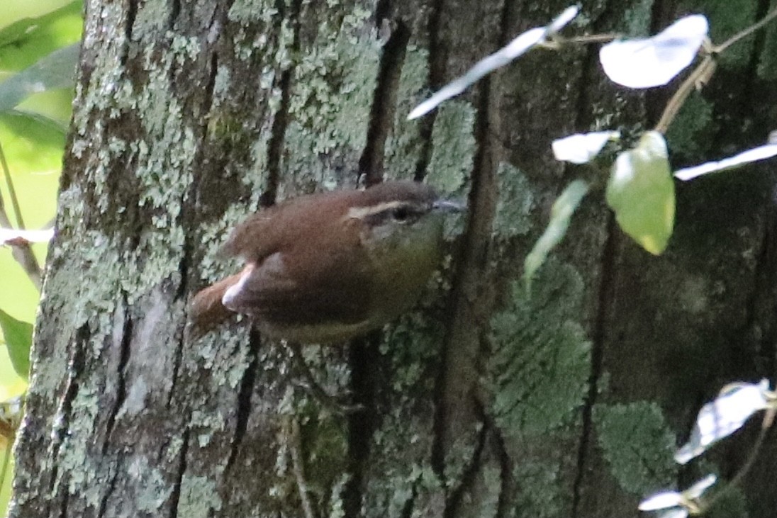 Carolinazaunkönig - ML266592381