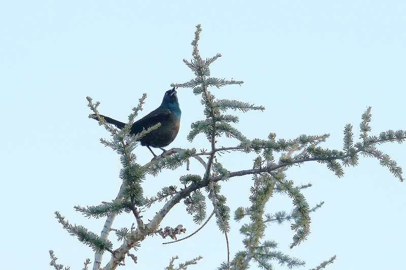 Common Grackle (Bronzed) - Bob Walker