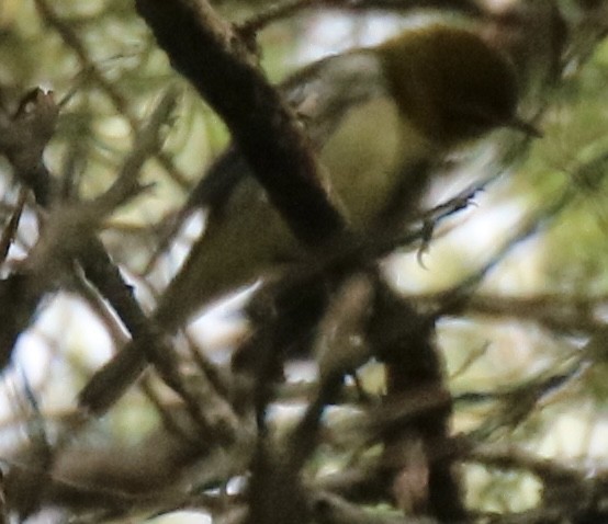 Grünmantel-Waldsänger - ML266593511